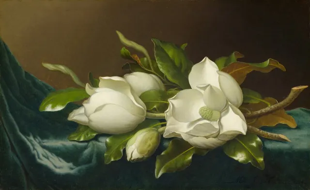 Magnolias on Light Blue Velvet Cloth — Martin Johnson Heade