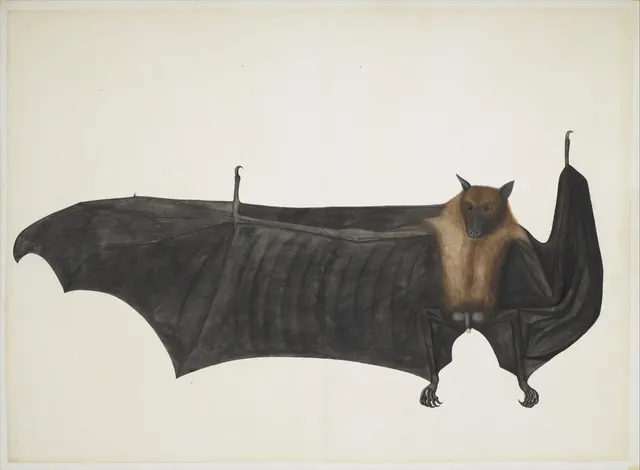 Great Indian Fruit Bat — Attributed to Bhawani Das or a follower